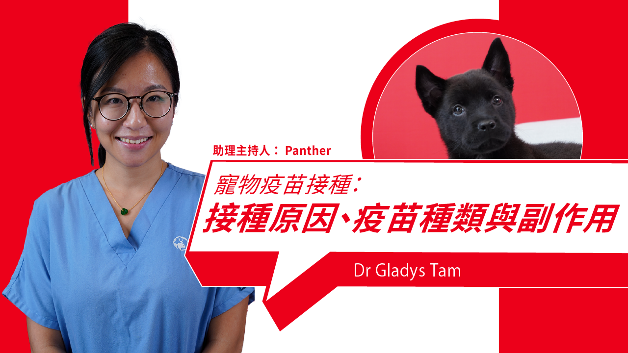 Pet Vaccines Explained: Why They Matter, Types & What to Expect After